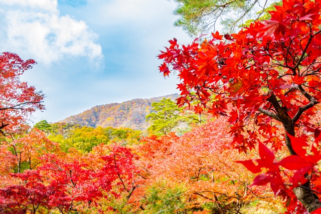 新潟の絶景宿｜山の景色が楽しめるホテル・旅館　紅葉イメージ